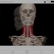 Learn Visible Body Head Rotation Contralateral