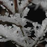 Timelapse Of Frost Forming On Twigs Controlled Conditions Somerset England UK