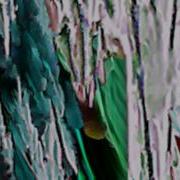 Video Feedback Simulation