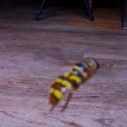 Yellowjacket Hover Fly Муха журчалка Сирф Milesia Virginiensis NC