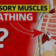 Accessory Muscles Of Breathing What Are They