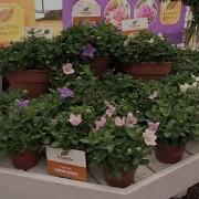 Spring Trials 2019 Evanthia