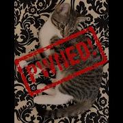 Cat Pictures CTF Walkthrough Tryhackme