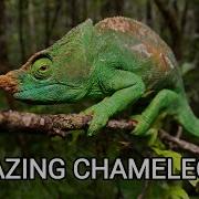 Amazing Chameleons On The Hunt Chameleon Species From Wilderness Of Africa Madagascar India