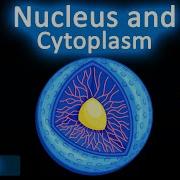 Nucleus And Cytoplasm 3D Animated Explanation Class 9th The Fundamental Unit Of Life