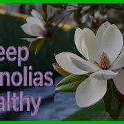Magnolia Tree Planting And Caring Guide Never Kill Your Magnolia Tree Again