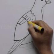 How To Draw A Quelea