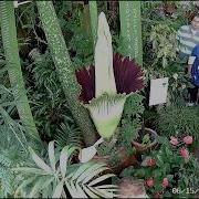 Corpse Flower Initial Blooming San Francisco Conservatory Of Flowers