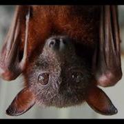 Slow Bat Loop 10
