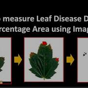 How To Measure Leaf Disease Damage Percentage Area Using ImageJ