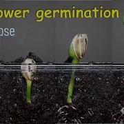 Sunflower Germination Time Lapse