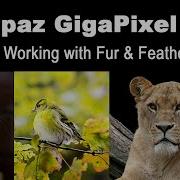 TOPAZ GIGAPIXEL AI Working With Fur And Feathers