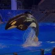 One Song 4K Orca Encounter SeaWorld Orlando March 15 2023