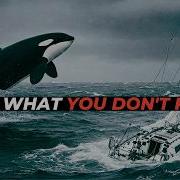 Orca Attacks Sailboat What Not To Do And How To Prevent It