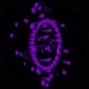 Processing 3D Rotation Test