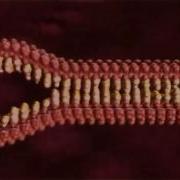 DNA Replication In Real Time