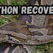 Starving Python S Amazing Comeback From Rescue To Wild Release