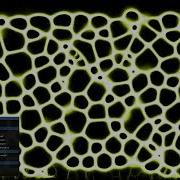 Vulkan Compute Slime Mold