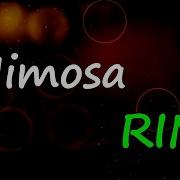 RINI Mimosa Lyrics