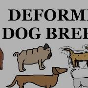 Dog Breed Deformities