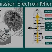 Transmission Electron Microscopy TEM Principles And Application Of TEM Limitations Of TEM
