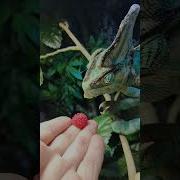 будет ли хамелеон есть малину Reptiles Chameleon