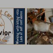 Working With Biting Rats Lack Of Self Confidence