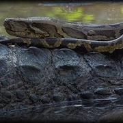Alligator Attacks Python 04 Dangerous Animals
