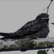 The Lovely Song Of A Common Nighthawk At Dusk