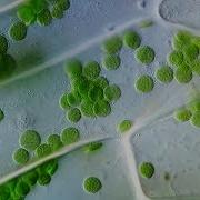 Cyclosis Cytoplasmic Streaming In Plant Cells
