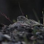 Common Nighthawk Distraction Display