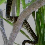 Coastal Carpet Python From Towsville