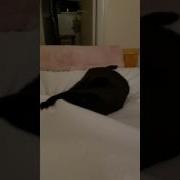 Cat Attacks Legs Under The Sheet Chihuahua Looks On