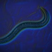 How A Worm Showed Us The Way To Open Science