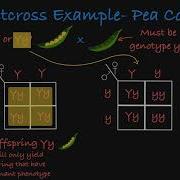 Testcross Explained