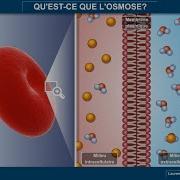Tout Savoir Et Comprendre Sur L Osmose