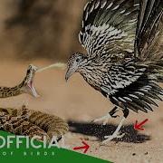THE ROADRUNNER BIRD Nature S Most Powerful Hunter Hunts The Rattlesnake Animal Documentary