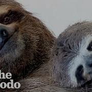 Only A Sloth Could Be This Relaxed While Having A Baby The Dodo