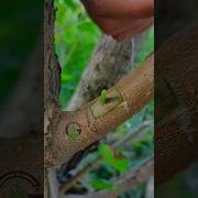 Grafting And Budding Fruit Plants Satisfying