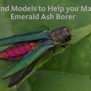 Maps And Models To Help You Manage Emerald Ash Borer
