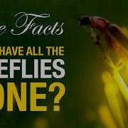 True Facts Where Have All The Fireflies Gone