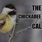 Chickadee Dee Dee Call