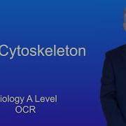 Повторение биологии уровня A Цитоскелет OCR