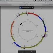 Mitochondrial Genome Visualization Isabelle Conrad