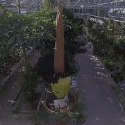 Titan Arum Carolus Blooming And Waning