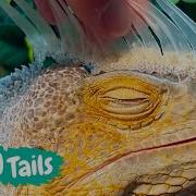 Iguana Shedding ASMR Furry Tails