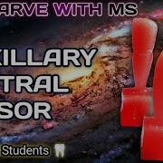 Maxillary Central Incisor Carving Step By Step With Proper Instructions MS