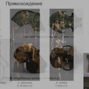 Станислав Дробышевский Когда появился человек