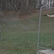 Shooting My 1976 Armi San Paolo 1860 Colt New Model Army First Time