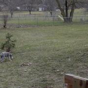 Divx HD Plus Test Slater And Corgi Video